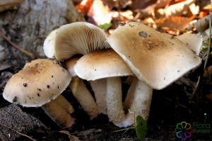 pholiota lenta (1) (1000 x 667).jpg_product_product